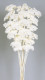 ACHILEA FILIPENDULINA 70CM BLANCA