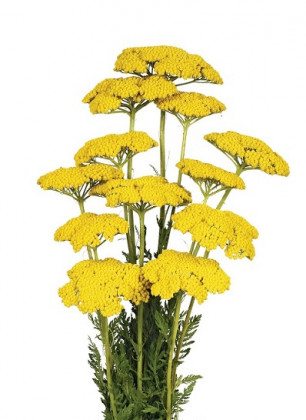 ACHILEA FILIPENDULINA 70CM AMARILLA