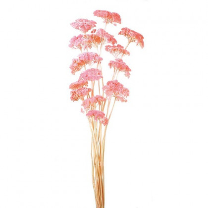 ACHILEA FILIPENDULINA ROSA 70CM