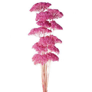 ACHILEA FILIPENDULINA 70CM ROSA F.