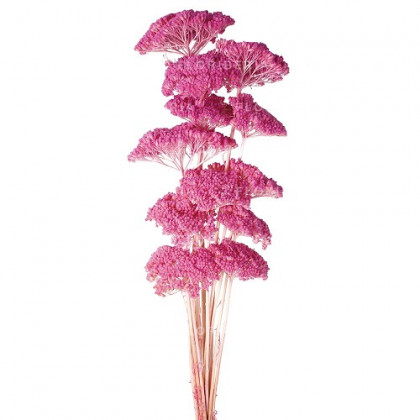 ACHILEA FILIPENDULINA 70CM ROSA F.