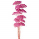ACHILEA FILIPENDULINA 70CM ROSA F.
