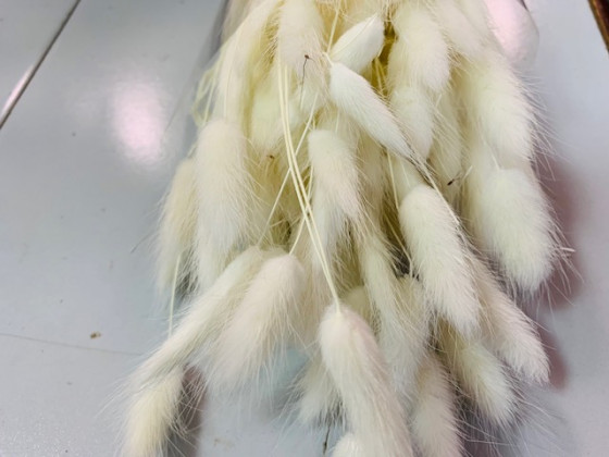LAGURUS 60CM BLANCO