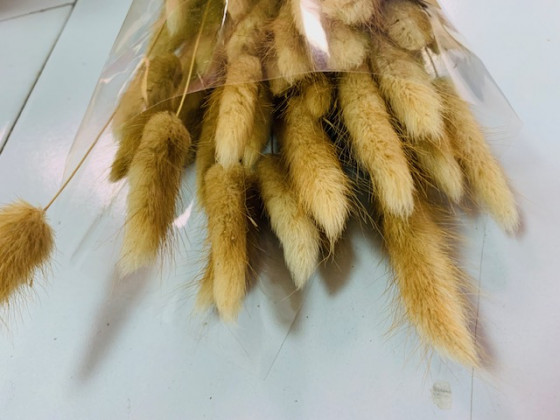 LAGURUS 60CM NATURAL