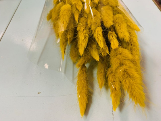 LAGURUS 60CM OCRE