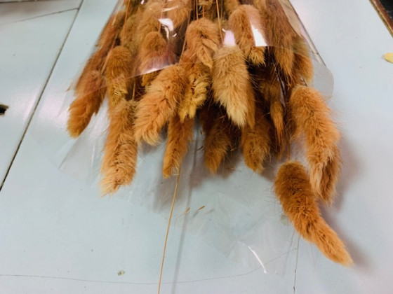LAGURUS 60CM NARANJA