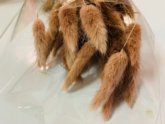 LAGURUS 60CM MAR/ROJ