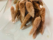 LAGURUS 60CM MAR/ROJ