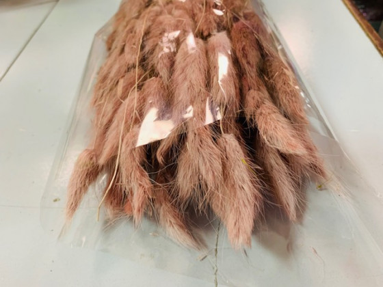 LAGURUS 60CM ROSA