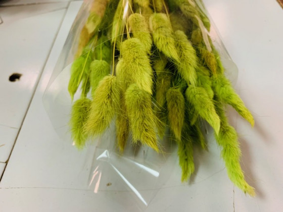 LAGURUS 60CM VERDE
