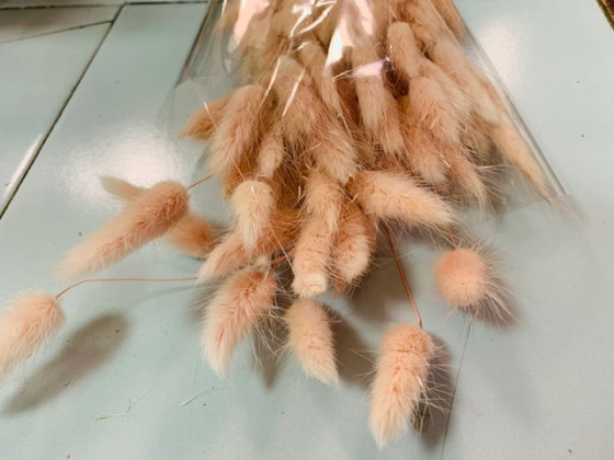 LAGURUS 60CM ROSA P.