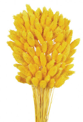PHALARIS AMARILLO