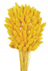 PHALARIS AMARILLO