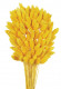 PHALARIS AMARILLO