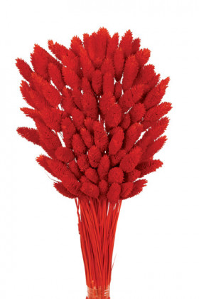 PHALARIS ROJO