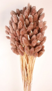 PHALARIS ROSA ANTIGUO