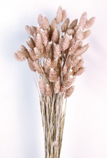 PHALARIS ROSA ARENA