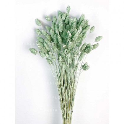PHALARIS VERDE MENTA