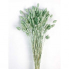 PHALARIS VERDE MENTA