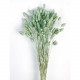 PHALARIS VERDE MENTA