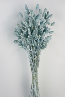 PHALARIS AZUL SERENITY