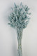 PHALARIS AZUL SERENITY