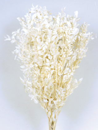 RUSCUS PRES BLANCO.