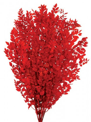 RUSCUS PRES ROJO.