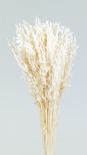 AVENA SATIVA BLANCA