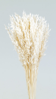 AVENA SATIVA BLANCA