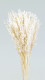 AVENA SATIVA BLANCA