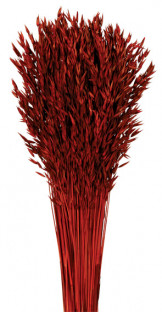AVENA SATIVA BURDEOS
