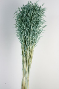 AVENA SATIVA VERDE MENTA