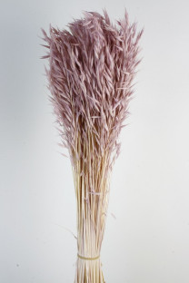 AVENA SATIVA LILA
