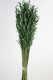 AVENA SATIVA VERDE