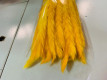 PLUMA PHRAGMITES AMARILLA