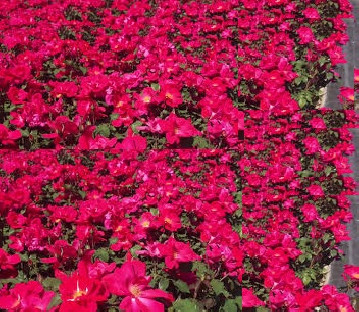 ROSAL CASTELL D'ALAQUAS 4L