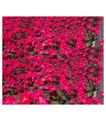 ROSAL CASTELL D'ALAQUAS 4L