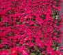 ROSAL CASTELL D'ALAQUAS 4L