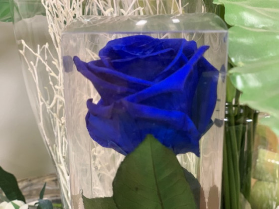 ROSA PRESERVADA BLUE 55CM.