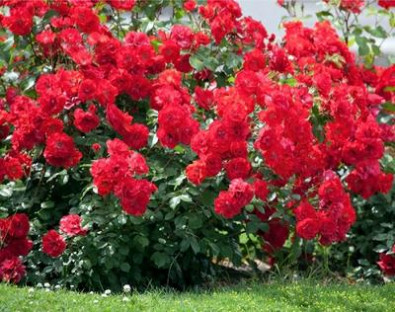 ROSAL LA SEVILLANA 4L