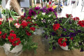 COMPOSICION VERBENA Y POTUNIA Ø22