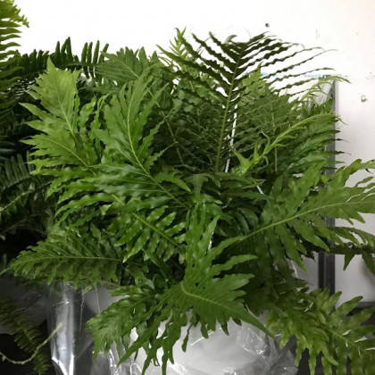 HELECHO BLECHNUM Ø:22