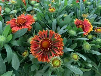 GAILLARDIA Ø:13