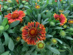 GAILLARDIA Ø:13