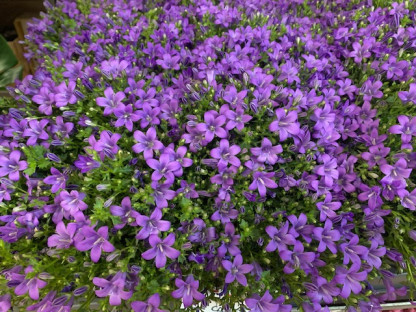 CAMPANULA Ø13