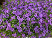 CAMPANULA Ø13