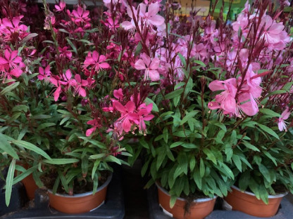 GAURA Ø:14