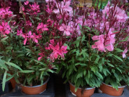GAURA Ø:14