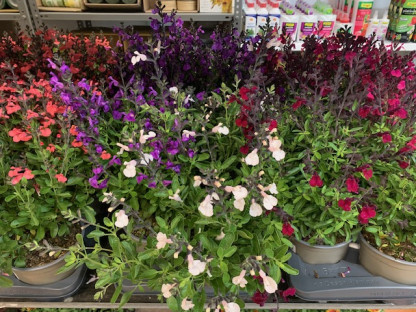 SALVIA FARINACEA